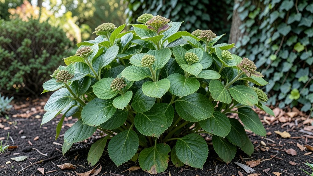 Hydrangea Before Flowering: Pruning Guide for Bigger, Longer Blooms Next Season